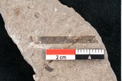 Foto (Detailansicht) von Puccinites zosterae Ettingshausen (NHMW-GEO-2024-0188-6623)